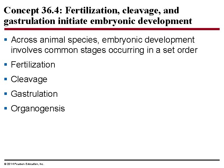 Concept 36. 4: Fertilization, cleavage, and gastrulation initiate embryonic development § Across animal species,