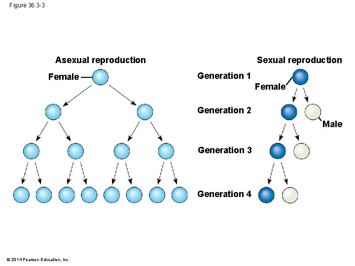 Figure 36. 3 -3 Sexual reproduction Asexual reproduction Female Generation 1 Female Generation 2