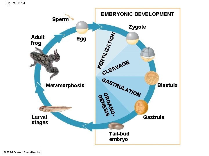 Figure 36. 14 EMBRYONIC DEVELOPMENT Sperm Adult frog ATI ON Zygote FER TIL IZ