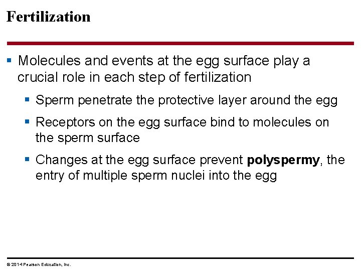 Fertilization § Molecules and events at the egg surface play a crucial role in