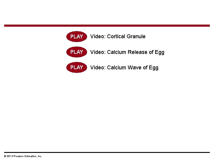 Video: Cortical Granule Video: Calcium Release of Egg Video: Calcium Wave of Egg ©