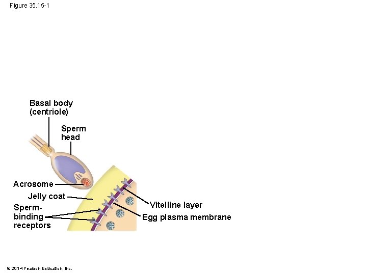 Figure 35. 15 -1 Basal body (centriole) Sperm head Acrosome Jelly coat Spermbinding receptors