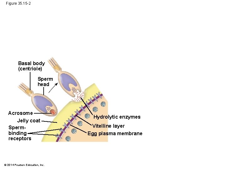 Figure 35. 15 -2 Basal body (centriole) Sperm head Acrosome Jelly coat Spermbinding receptors