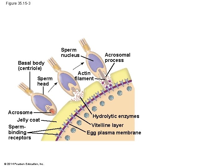 Figure 35. 15 -3 Sperm nucleus Basal body (centriole) Sperm head Acrosome Jelly coat