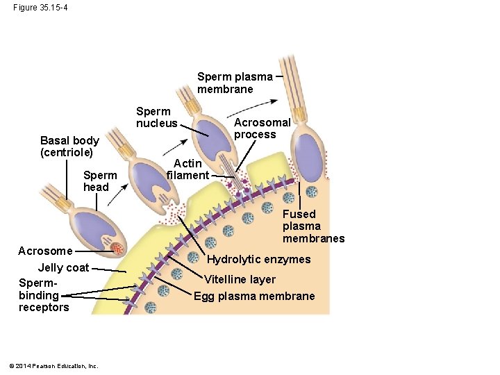 Figure 35. 15 -4 Sperm plasma membrane Sperm nucleus Basal body (centriole) Sperm head
