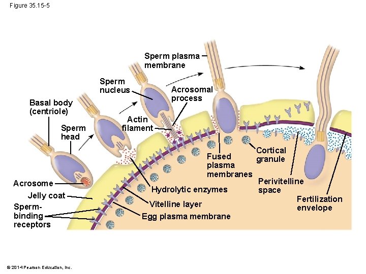 Figure 35. 15 -5 Sperm plasma membrane Sperm nucleus Basal body (centriole) Sperm head