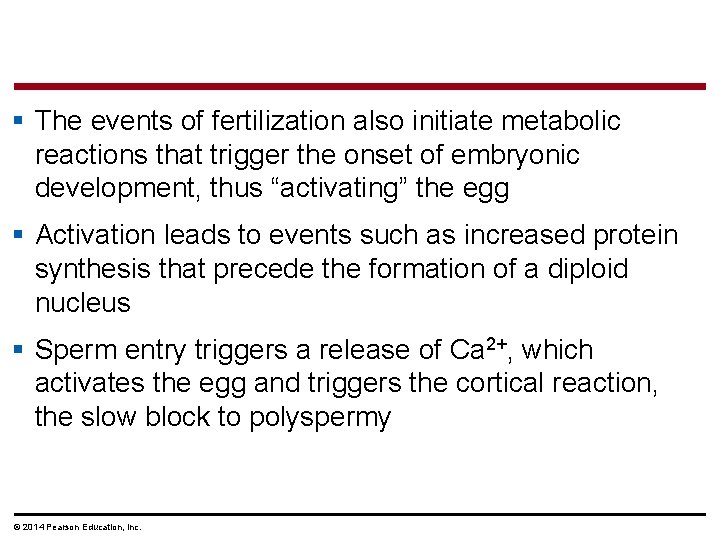 § The events of fertilization also initiate metabolic reactions that trigger the onset of