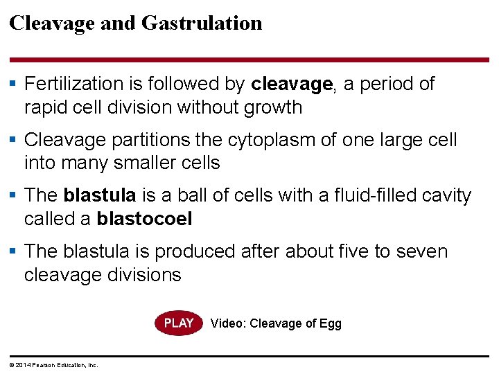Cleavage and Gastrulation § Fertilization is followed by cleavage, a period of rapid cell