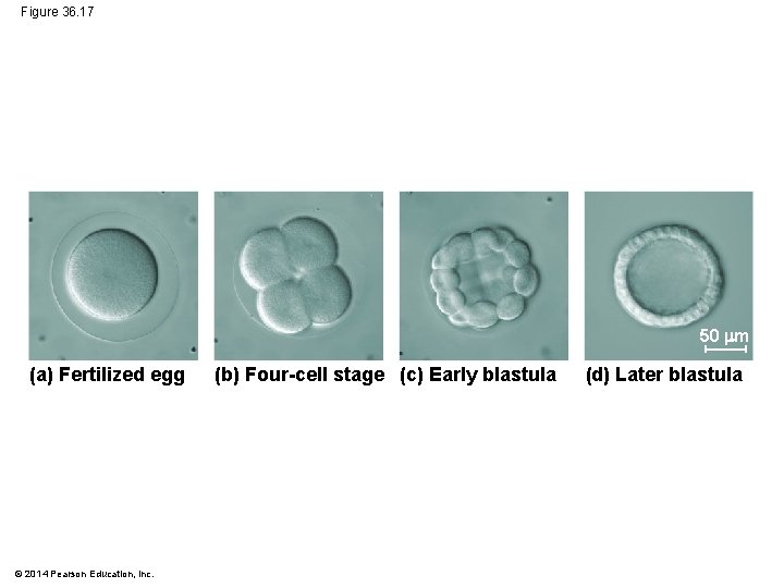 Figure 36. 17 50 m (a) Fertilized egg © 2014 Pearson Education, Inc. (b)