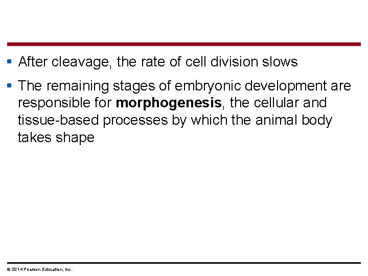 § After cleavage, the rate of cell division slows § The remaining stages of