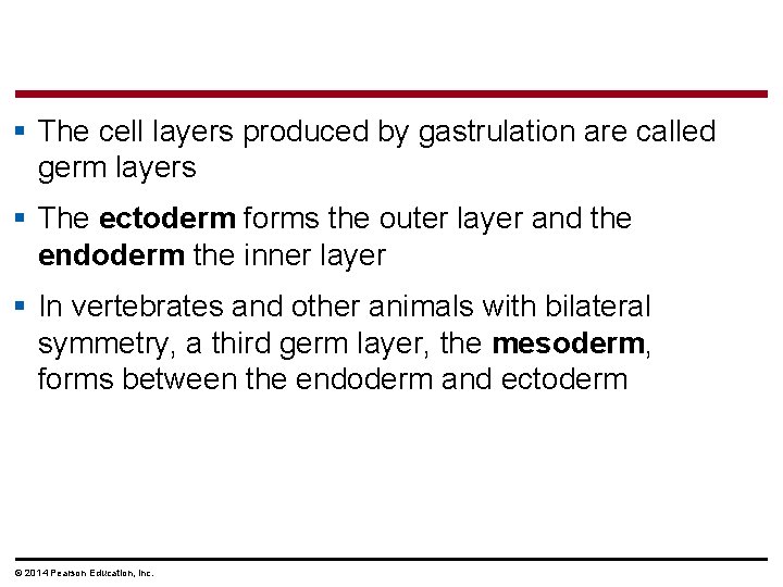 § The cell layers produced by gastrulation are called germ layers § The ectoderm