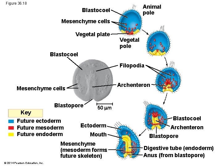 Figure 36. 18 Animal pole Blastocoel Mesenchyme cells Vegetal plate Vegetal pole Blastocoel Filopodia