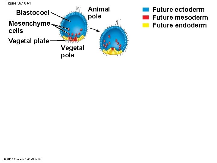 Figure 36. 18 a-1 Animal pole Blastocoel Mesenchyme cells Vegetal plate © 2014 Pearson