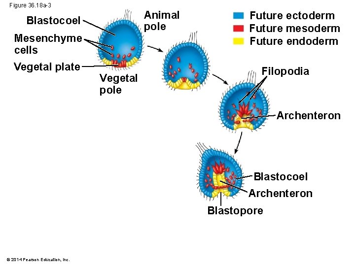 Figure 36. 18 a-3 Animal pole Blastocoel Mesenchyme cells Vegetal plate Vegetal pole Future