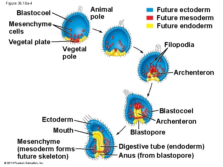 Figure 36. 18 a-4 Animal pole Blastocoel Mesenchyme cells Vegetal plate Vegetal pole Future