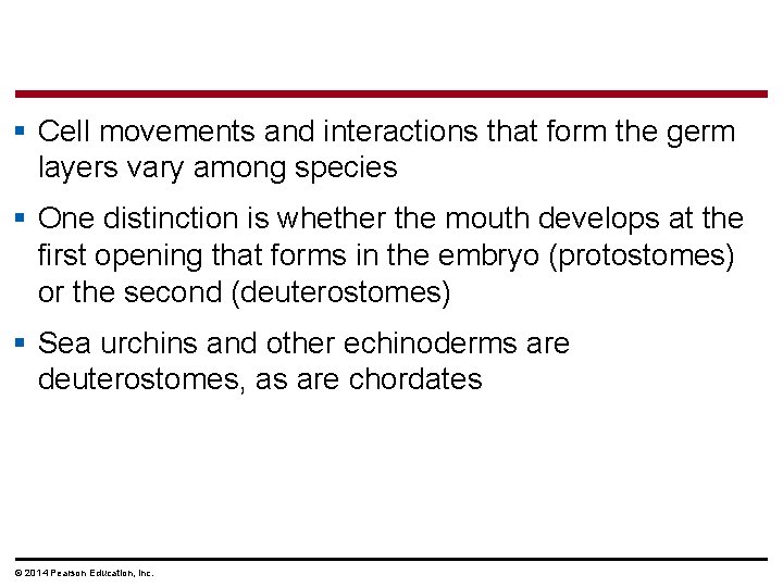 § Cell movements and interactions that form the germ layers vary among species §