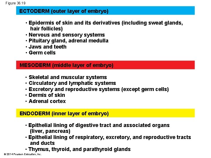 Figure 36. 19 ECTODERM (outer layer of embryo) • Epidermis of skin and its