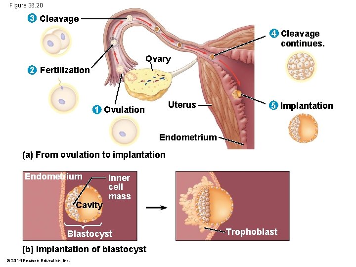 Figure 36. 20 3 Cleavage 4 Cleavage continues. Ovary 2 Fertilization Uterus 1 Ovulation