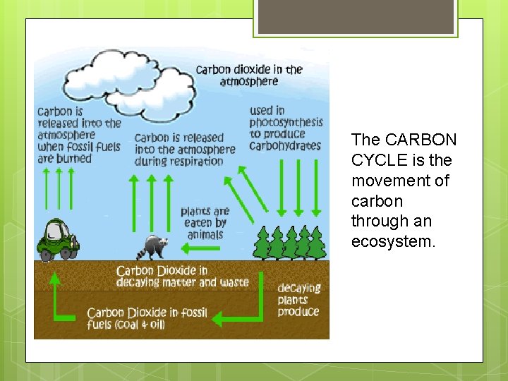 The CARBON CYCLE is the movement of carbon through an ecosystem. 
