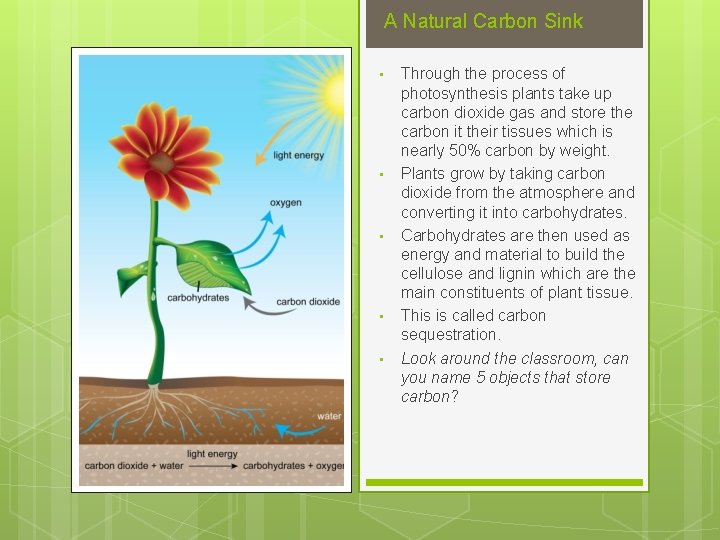 A Natural Carbon Sink • • • Through the process of photosynthesis plants take