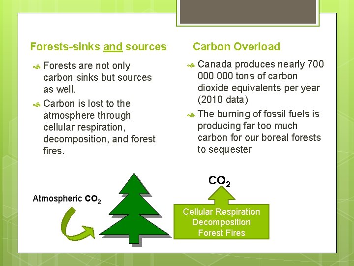 Forests-sinks and sources Forests are not only carbon sinks but sources as well. Carbon