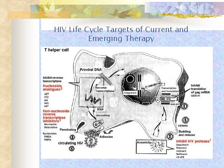 HIV Life Cycle Targets of Current and Emerging Therapy 