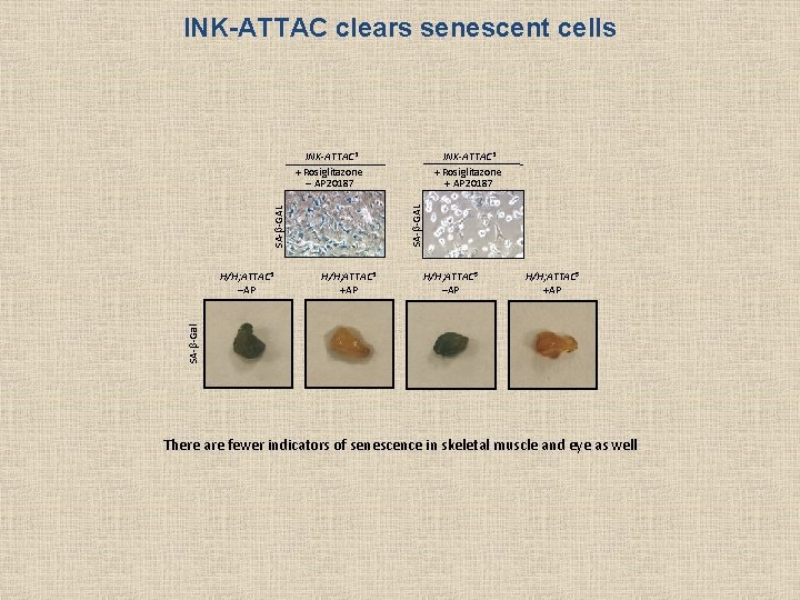 INK-ATTAC clears senescent cells INK-ATTAC 3 + Rosiglitazone + AP 20187 SA-b-GAL INK-ATTAC 3