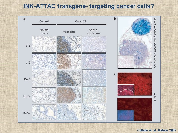 INK-ATTAC transgene- targeting cancer cells? Collado et. al. , Nature, 2005 