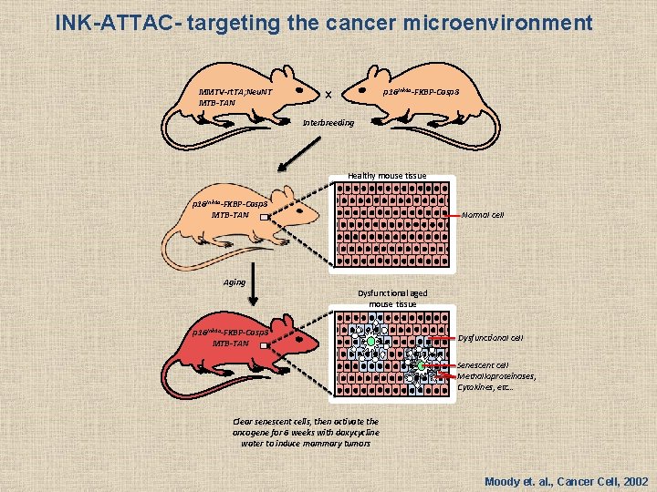 INK-ATTAC- targeting the cancer microenvironment MMTV-rt. TA; Neu. NT MTB-TAN x p 16 Ink