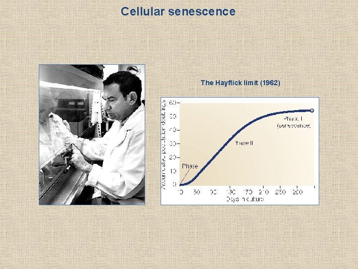 Cellular senescence The Hayflick limit (1962) 