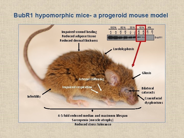 Bub. R 1 hypomorphic mice- a progeroid mouse model –/H 4% H/H 10% H/H