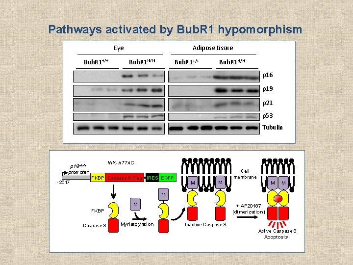 Pathways activated by Bub. R 1 hypomorphism Eye Bub. R 1+/+ Adipose tissue Bub.