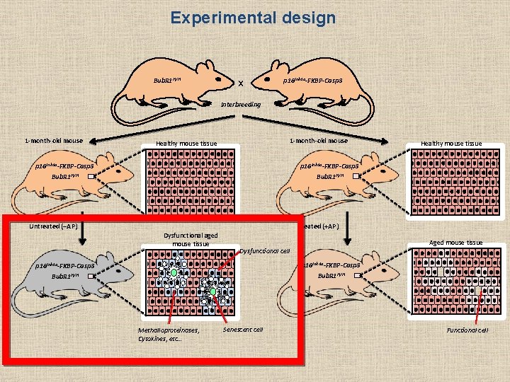 Experimental design Bub. R 1 H/H x p 16 Ink 4 a-FKBP-Casp 8 Interbreeding