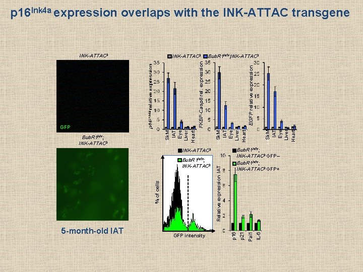 p 16 Ink 4 a expression overlaps with the INK-ATTAC transgene Bub. R 1