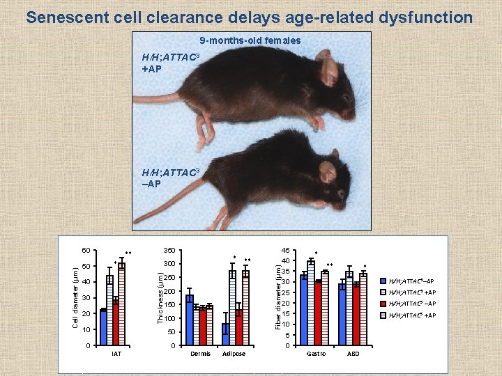 Senescent cell clearance delays age-related dysfunction 9 -months-old females H/H; ATTAC 3 +AP H/H;