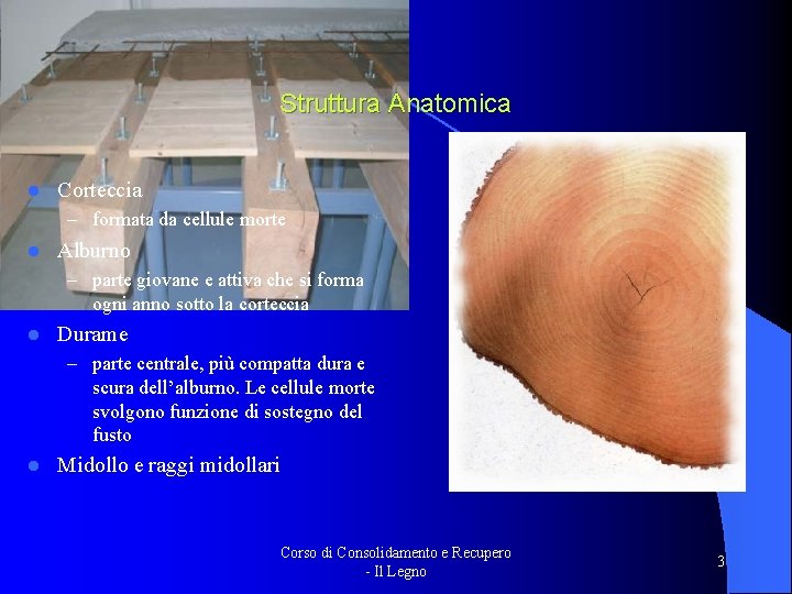 Struttura Anatomica l Corteccia – formata da cellule morte l Alburno – parte giovane