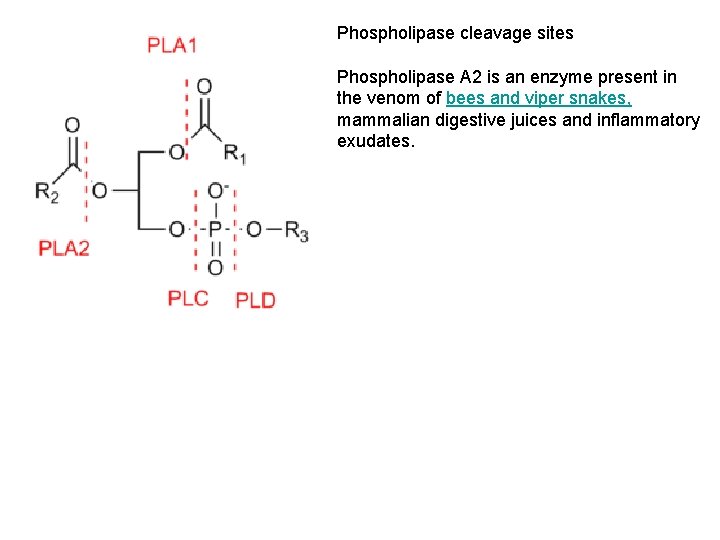 Phospholipase cleavage sites Phospholipase A 2 is an enzyme present in the venom of
