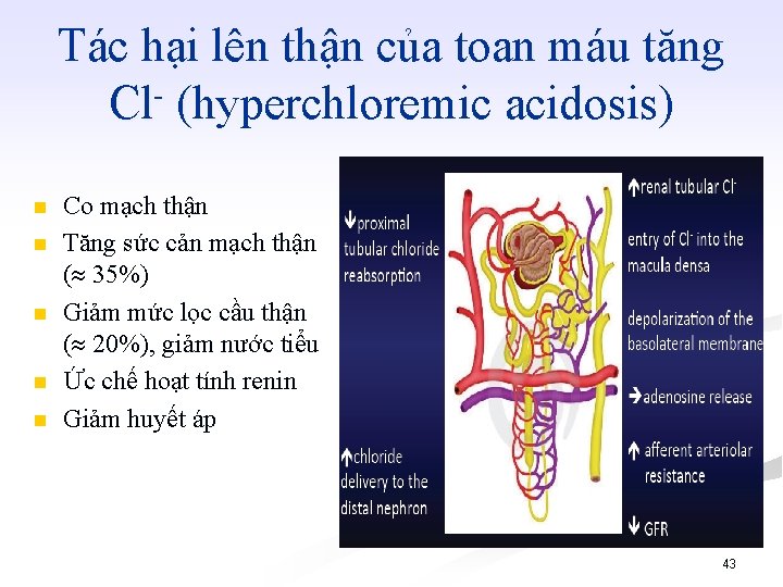 Tác hại lên thận của toan máu tăng Cl (hyperchloremic acidosis) ( n n