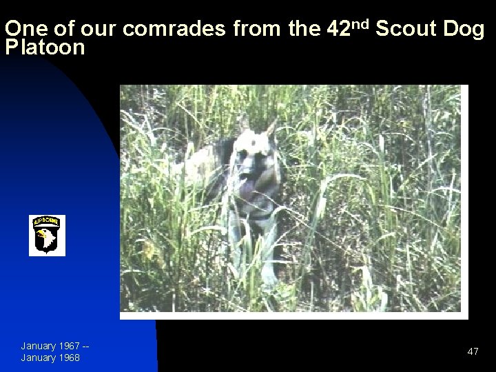 One of our comrades from the 42 nd Scout Dog Platoon January 1967 -January