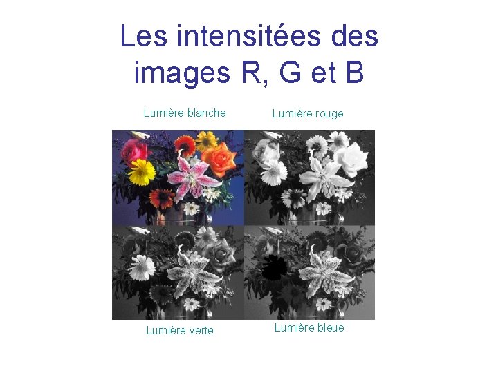 Les intensitées des images R, G et B Lumière blanche Lumière rouge Lumière verte Les intensitées des images R, G et B Lumière blanche Lumière rouge Lumière verte