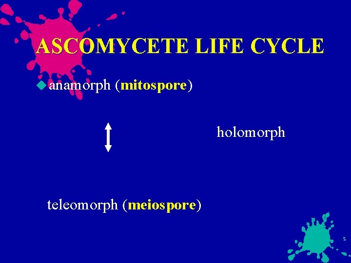 ASCOMYCETE LIFE CYCLE anamorph (mitospore) holomorph teleomorph (meiospore) 