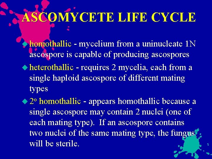 ASCOMYCETE LIFE CYCLE homothallic - mycelium from a uninucleate 1 N ascospore is capable