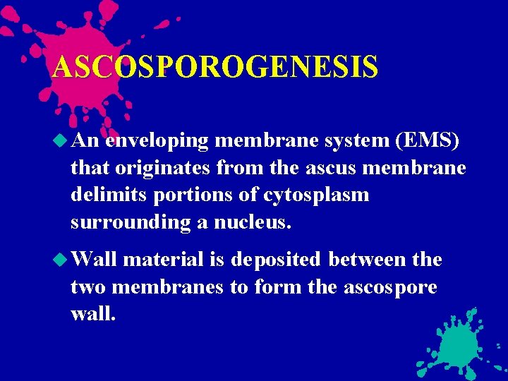 ASCOSPOROGENESIS An enveloping membrane system (EMS) that originates from the ascus membrane delimits portions