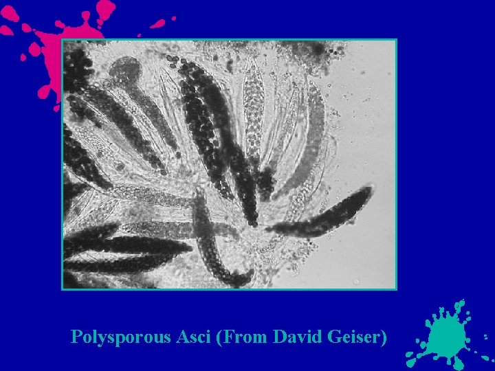 Polysporous Asci (From David Geiser) 
