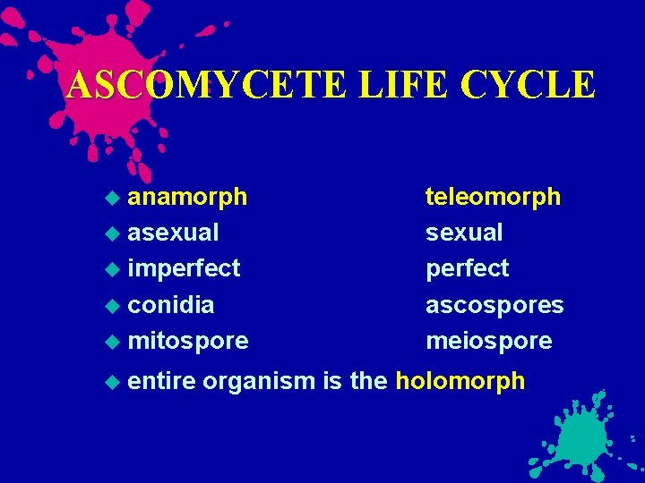 ASCOMYCETE LIFE CYCLE anamorph asexual imperfect conidia mitospore entire teleomorph sexual perfect ascospores meiospore