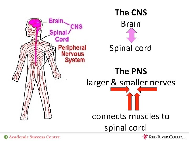 The CNS Brain Spinal cord The PNS larger & smaller nerves connects muscles to