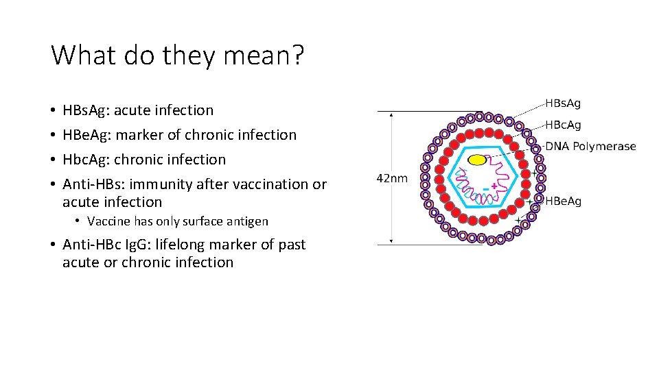 What do they mean? • • HBs. Ag: acute infection HBe. Ag: marker of