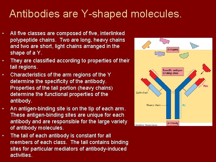 Antibodies are Y-shaped molecules. • • • All five classes are composed of five,