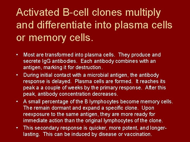 Activated B-cell clones multiply and differentiate into plasma cells or memory cells. • Most