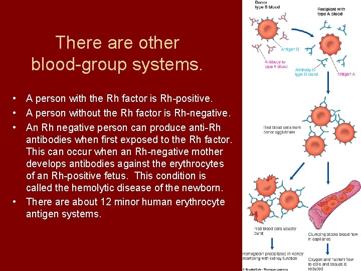 There are other blood-group systems. • A person with the Rh factor is Rh-positive.